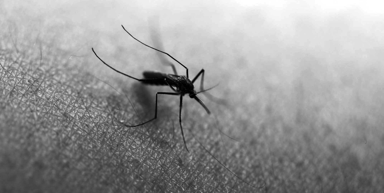 Luchar contra el mosquito, un clásico santafesino desde tiempos ancestrales