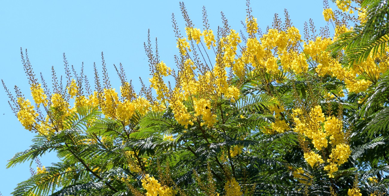 El árbol de Artigas, un tesoro natural tiñe de amarillo en enero a Santa Fe