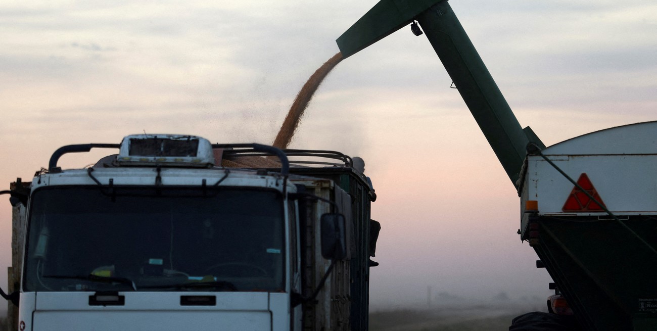 Por falta de lluvias la región núcleo podría cosechar un 44% menos de maíz que en 2024