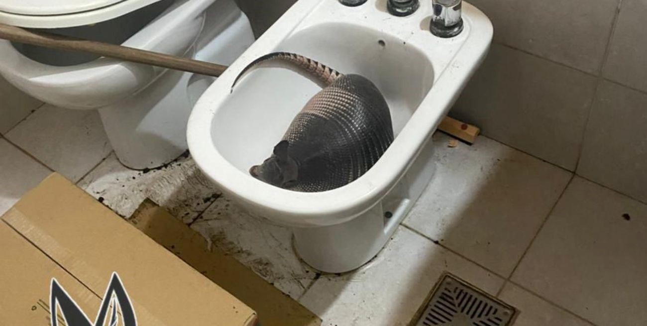 Un tatú mulita en un bidet