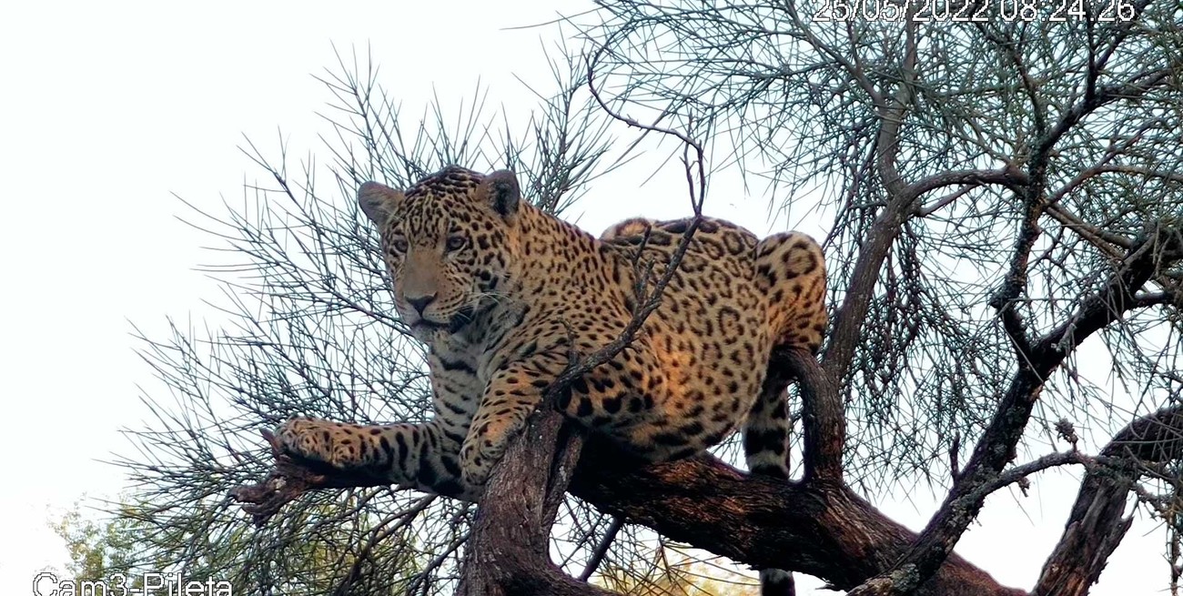 Liberaron en el parque Iberá a un yaguareté nacido en El Impenetrable 