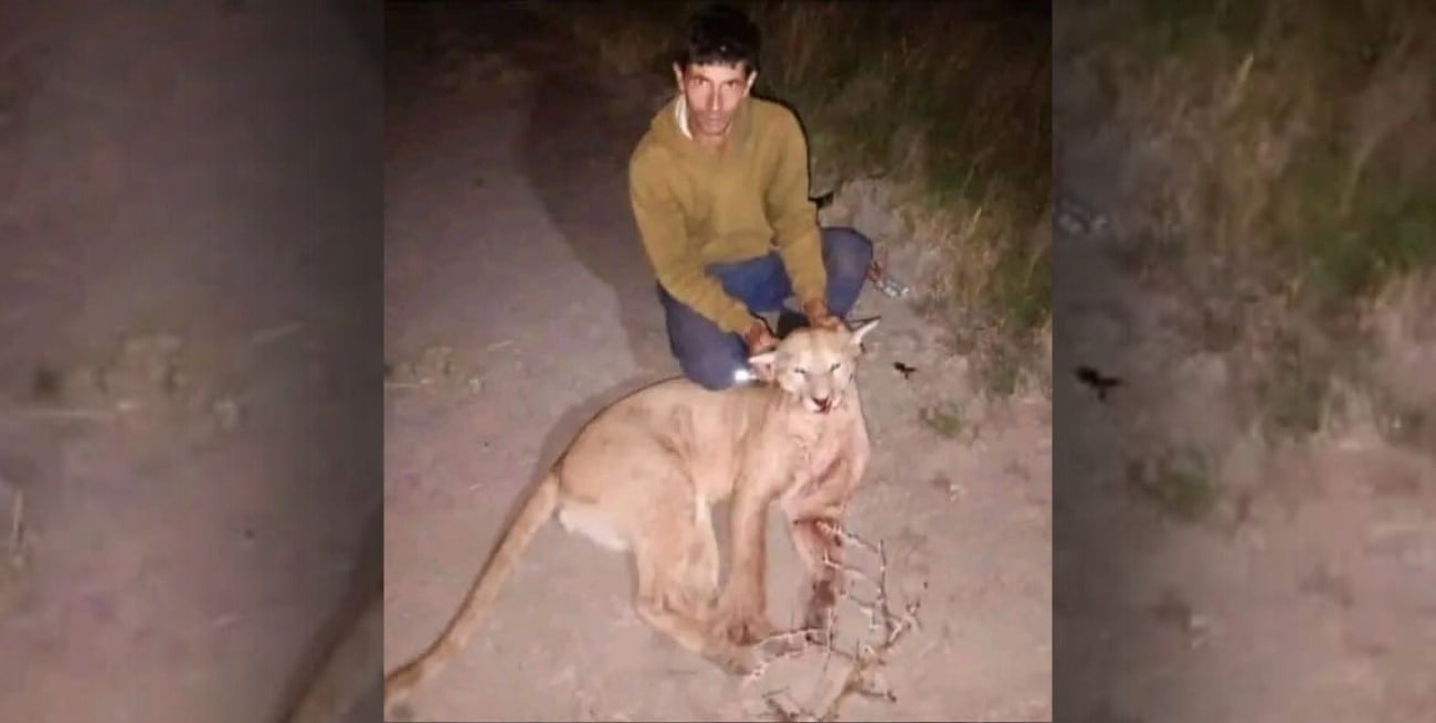 Un hombre cazó a un puma y lo exhibió en sus redes sociales