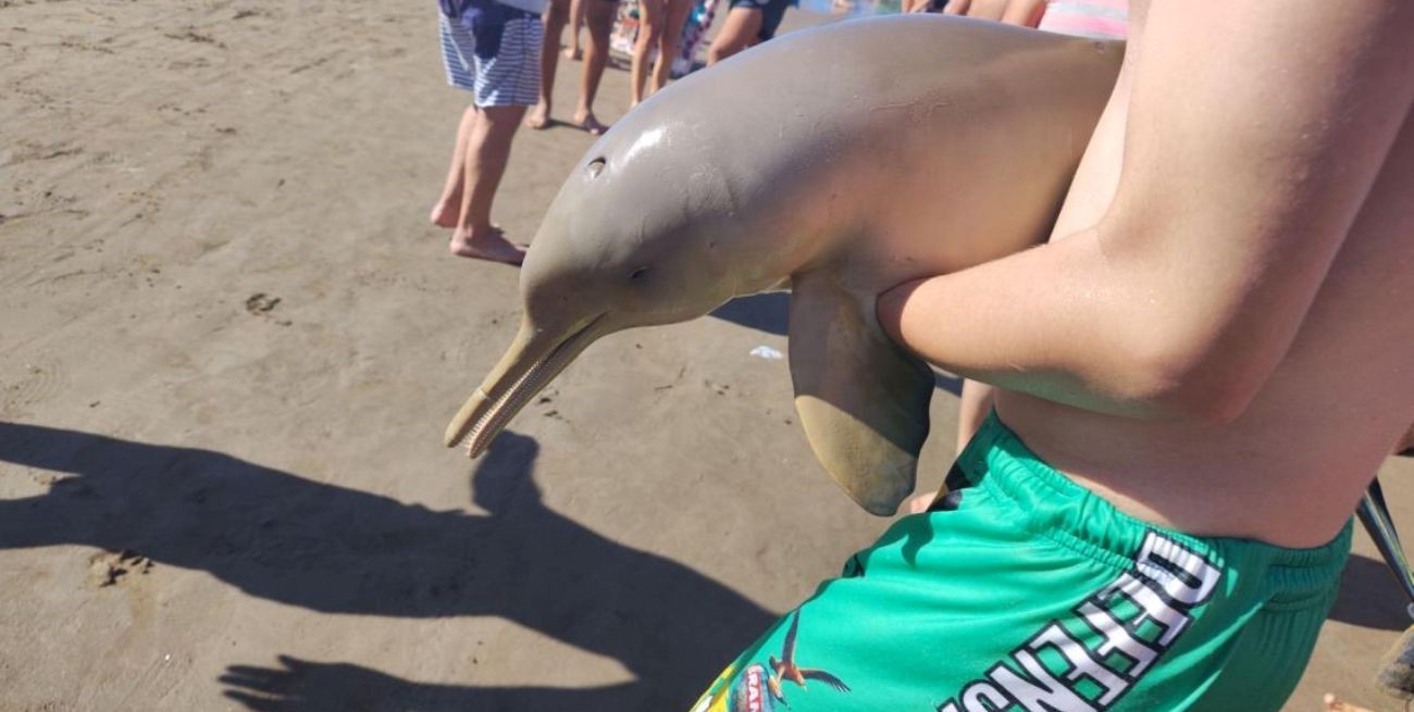 Murió un delfín en Mar del Tuyú tras ser retirado del agua por turistas

