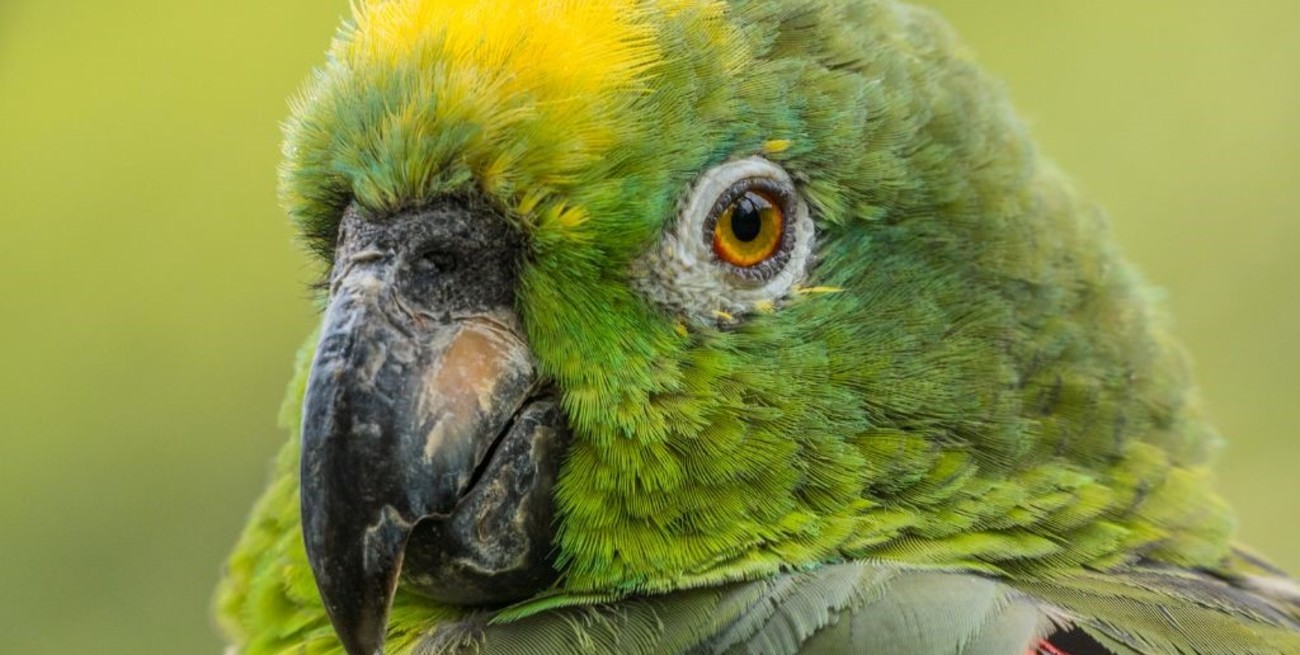 Productores del norte santafesino avanzan en una estrategia conjunta frente a la problemática de aves