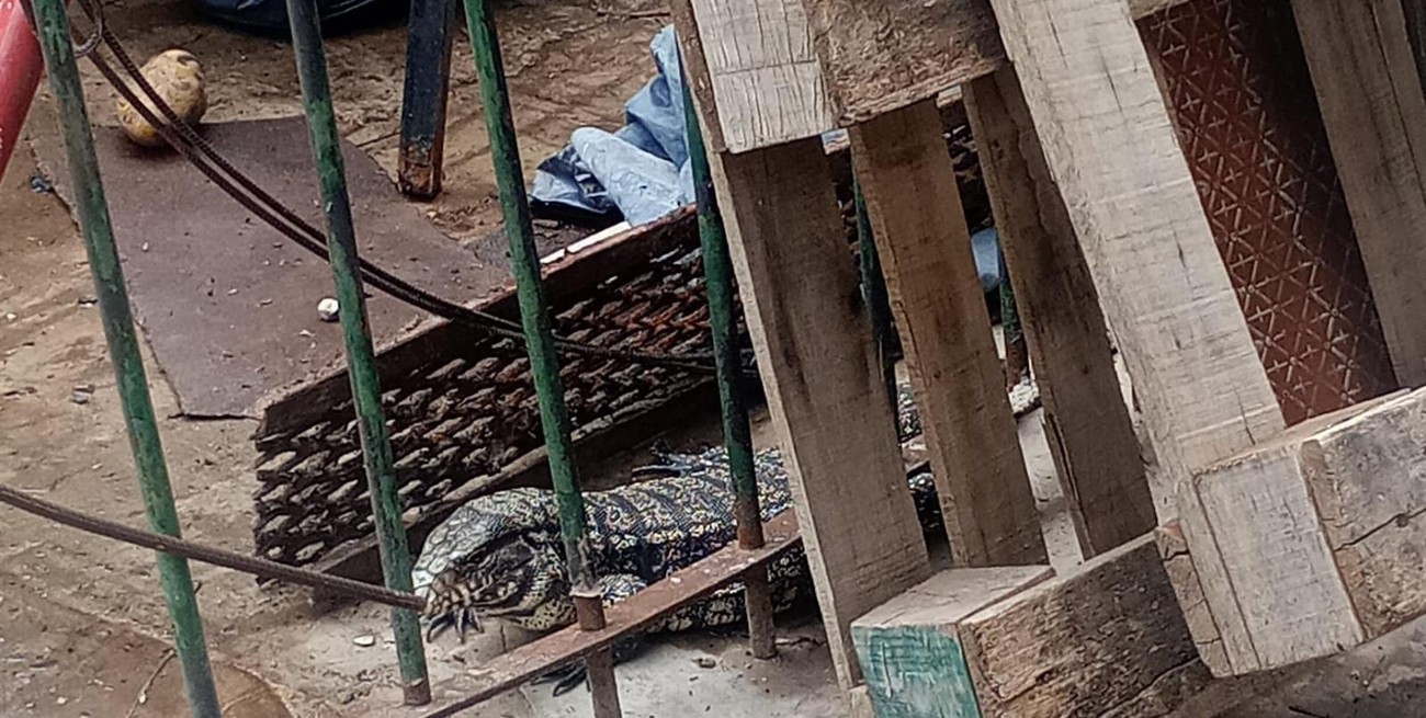Video: una iguana “gigante” apareció en bulevar y Francia en plena siesta santafesina