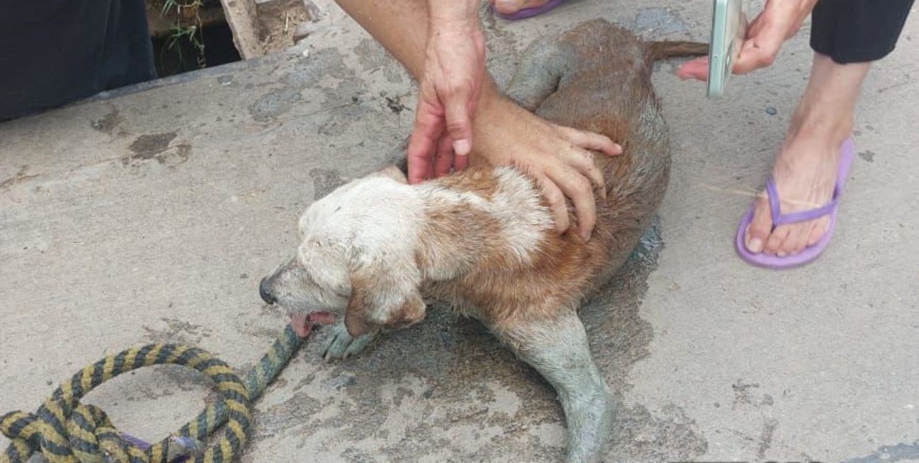 Salvan a un perro ciego que había caído en una alcantarilla 