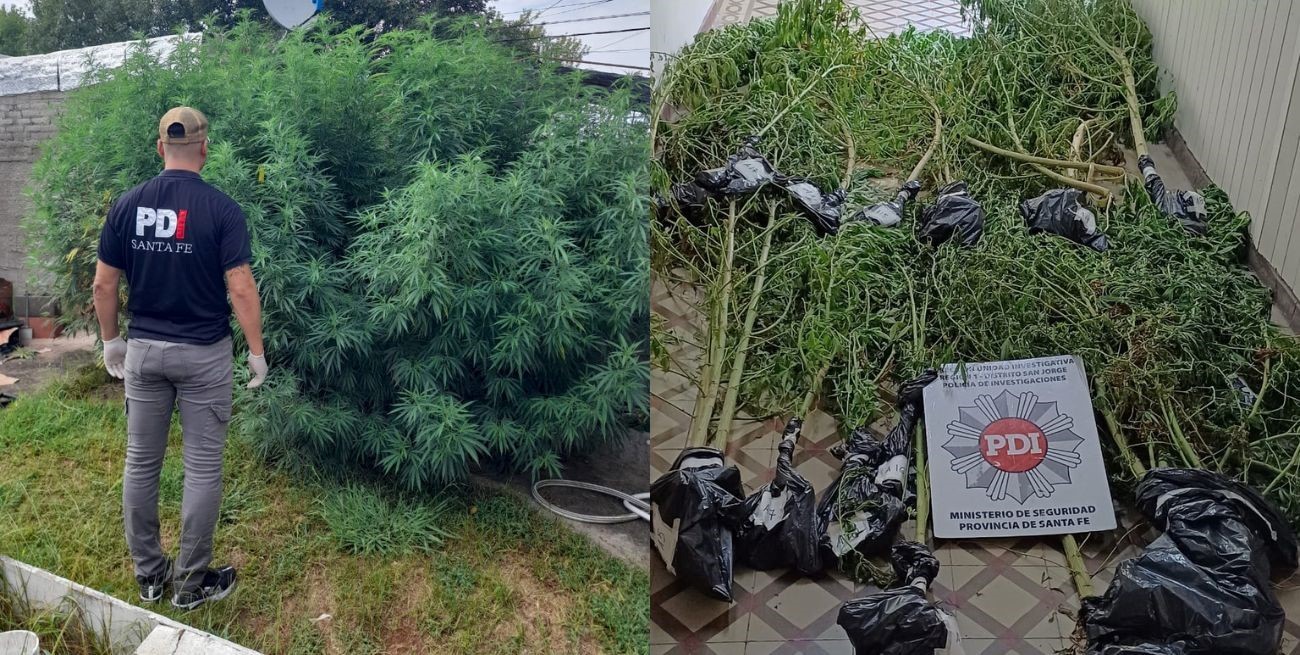 En El Trébol: secuestraron plantas de cannabis y aprehendieron a dos personas 