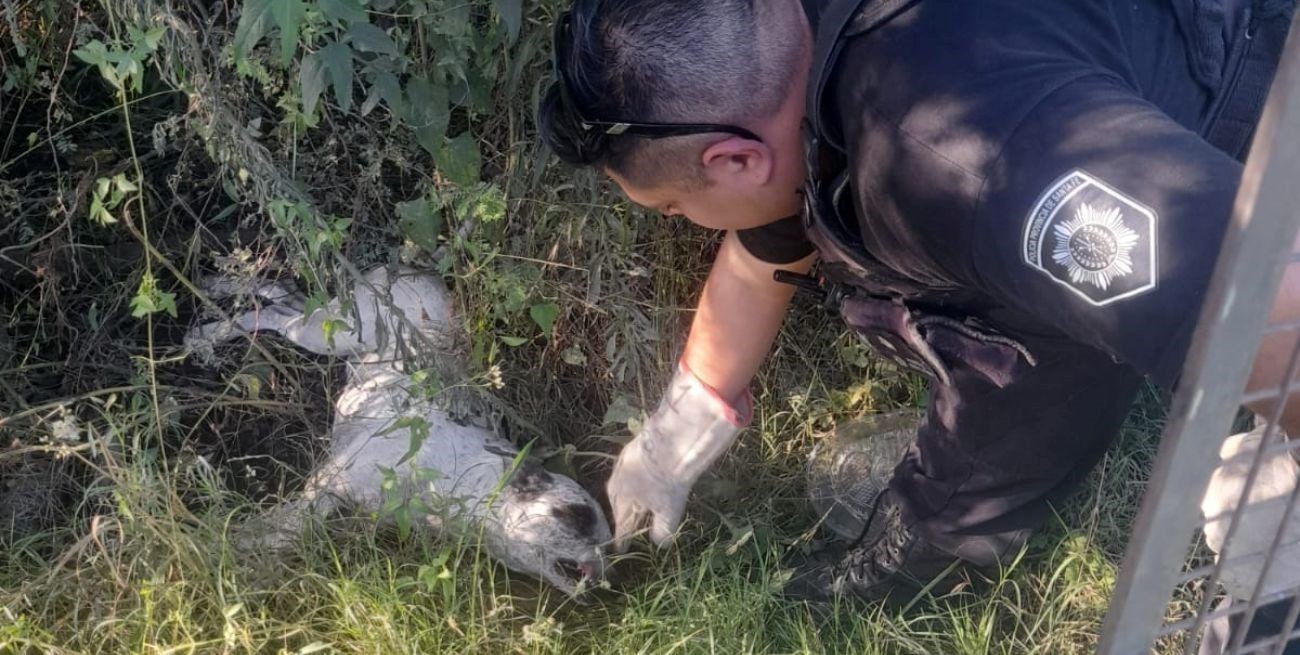 Dejaron a un perro viejo en un baldío y la policía lo rescató