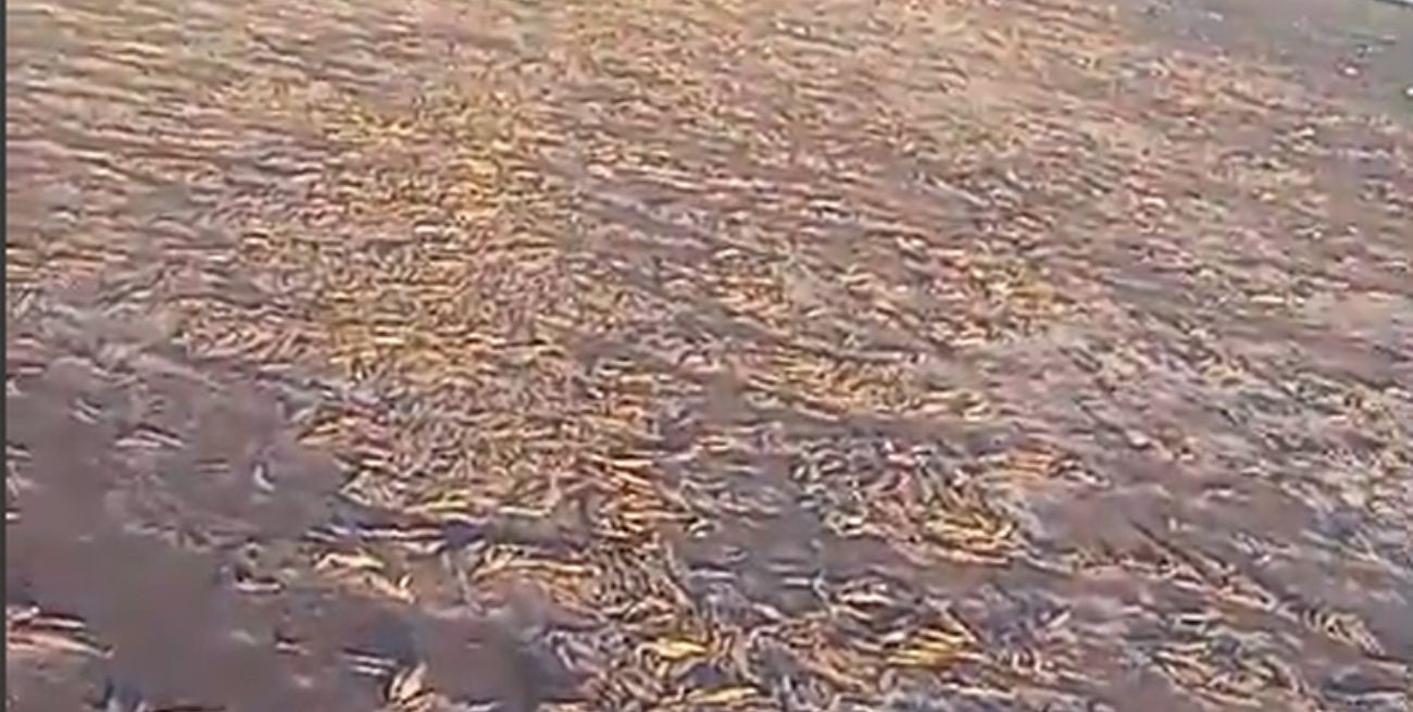 Alarma en el sur provincial por la bajante en la laguna La Picasa y la enorme cantidad de peces muertos