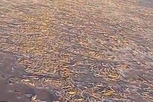 Gran mortandad de peces por la bajante de la laguna.