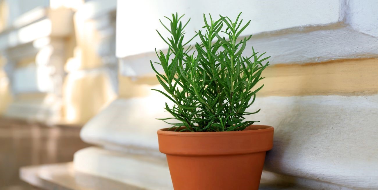 Romero: el aliado natural para ahuyentar moscas de tu hogar