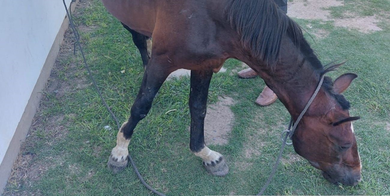 En Alto Verde: rescatan a un caballo en pésimo estado 