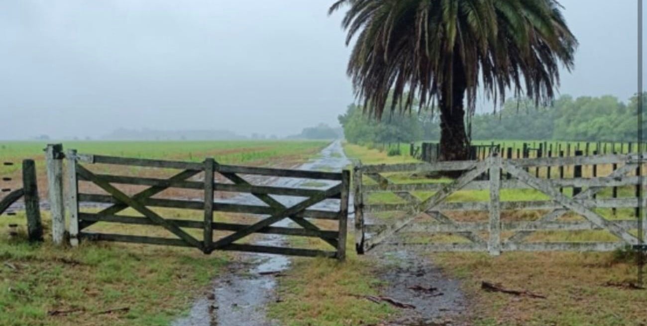 Lluvias irregulares, pero oportunas para el trigo en el área agrícola santafesina