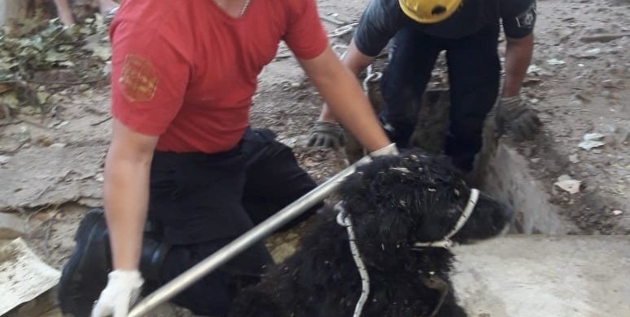 Bomberos rescataron a un perrito que había caído dentro de un "pozo negro"
