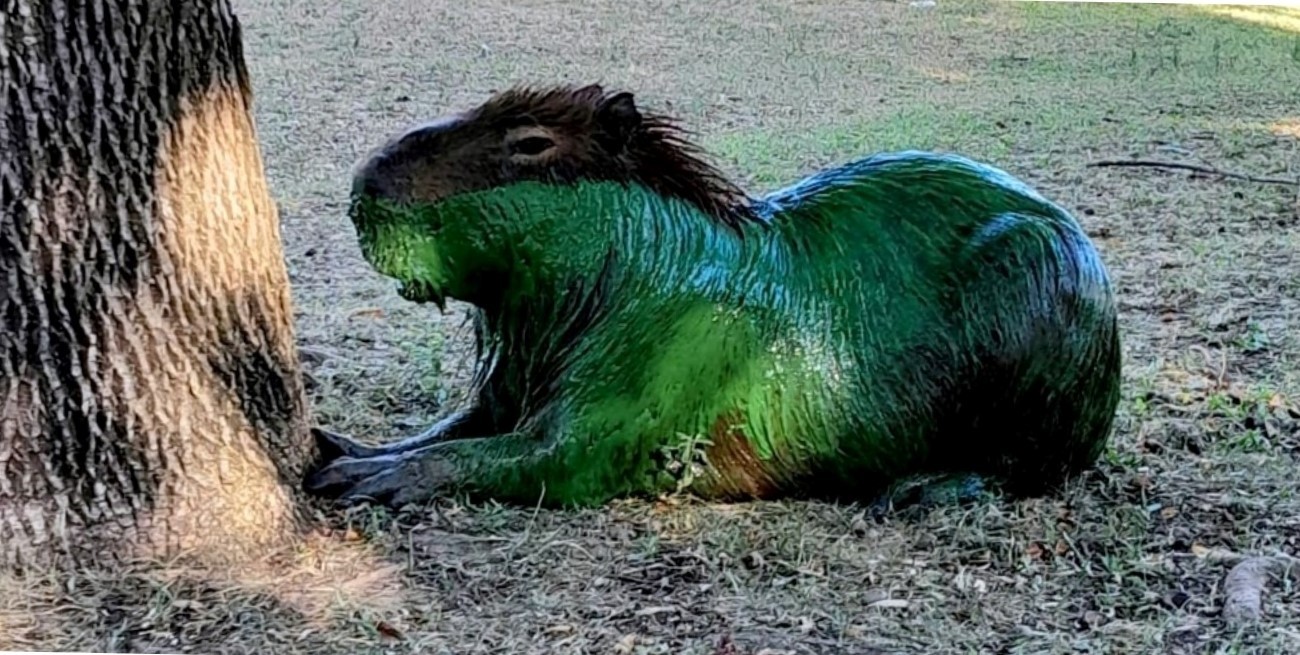 Tremendas imágenes del embalse de la represa Salto Grande en Entre Ríos: el lago está verde