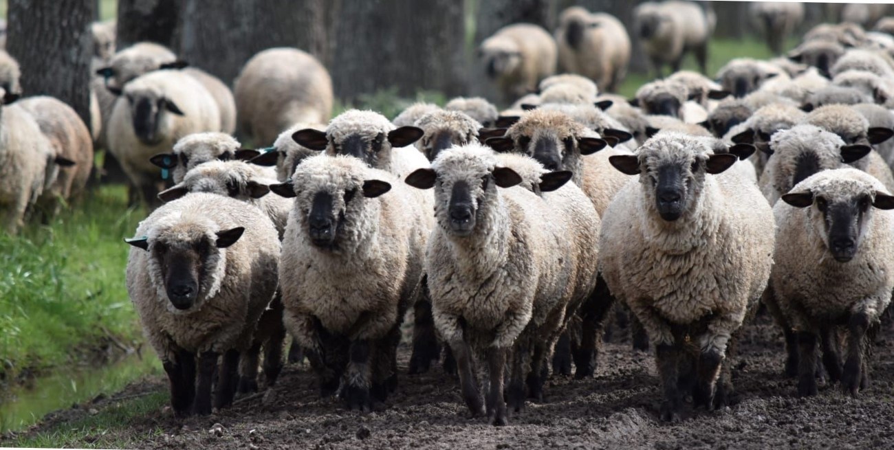 Entre Ríos reanudó la exportación de carne ovina al Medio Oriente tras 19 años