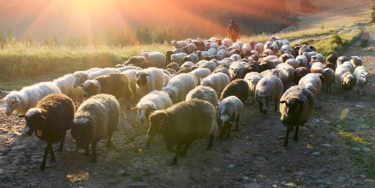 Premiaron en España la investigación de un santafesino sobre la trashumancia: en qué consiste