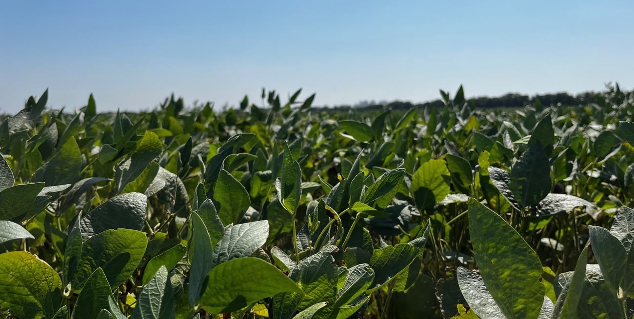 Las lluvias fueron muy oportunas para algunos cultivos y muy tarde para otros