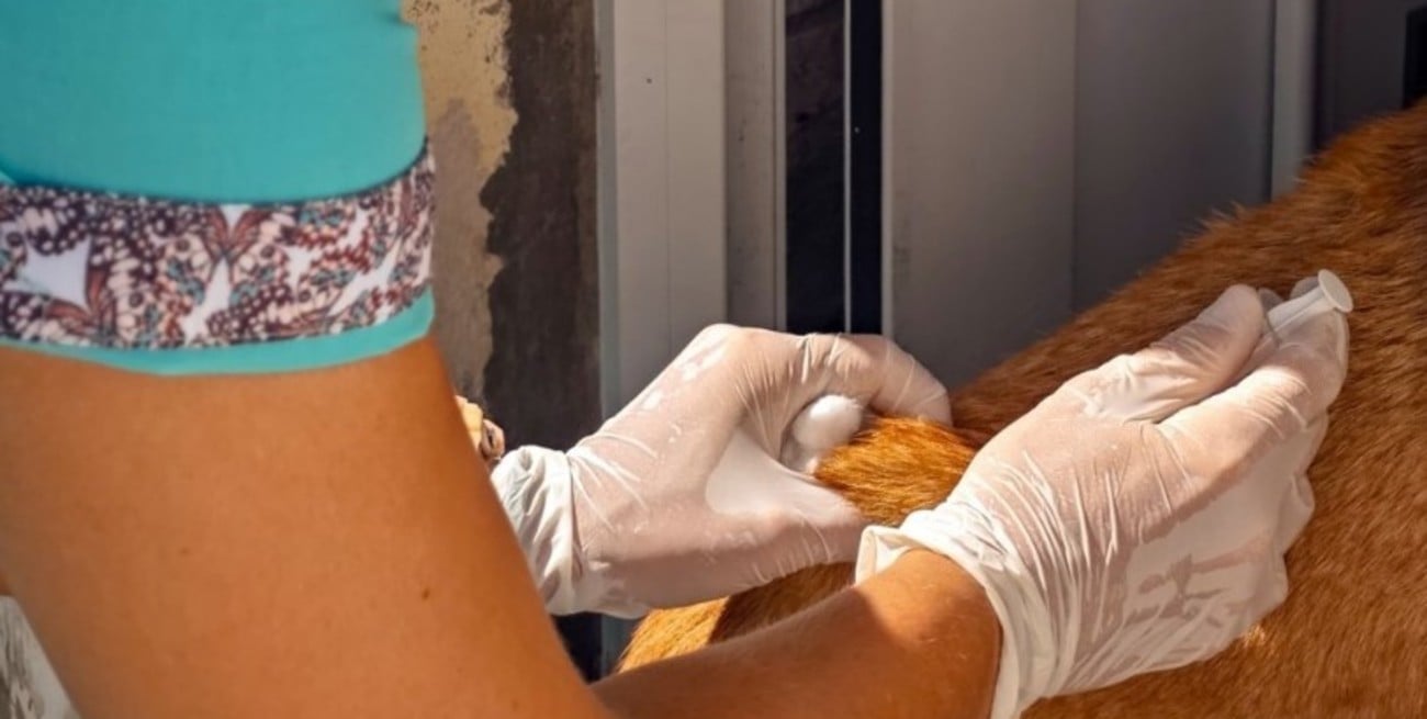 Vacunan a mascotas en San Cristóbal, tras un caso de rabia transmitida por murciélagos