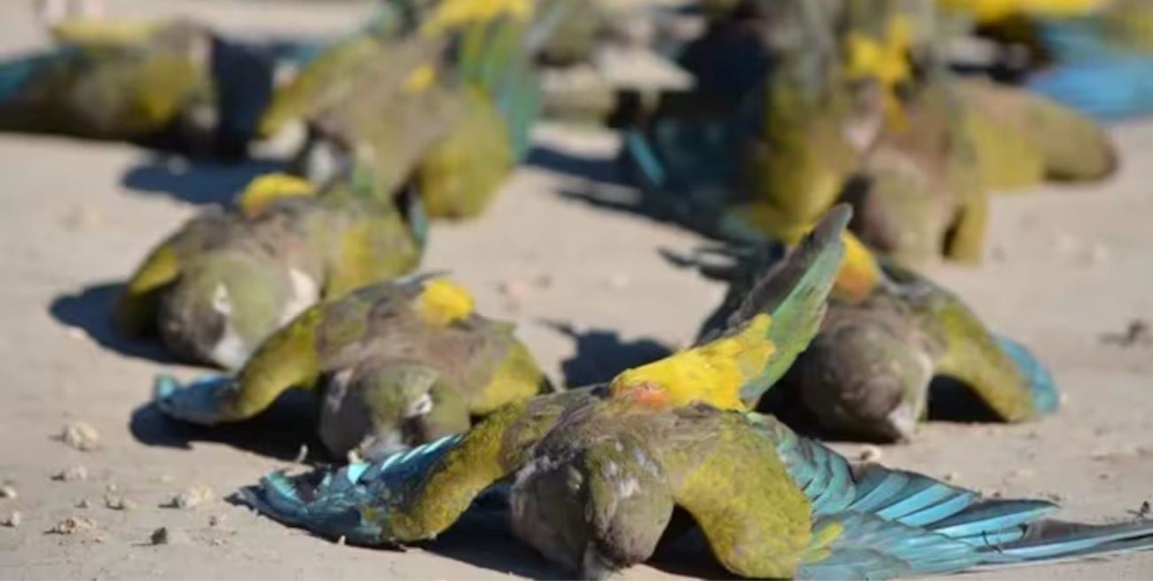 Hallan más de 250 loros muertos en Neuquén