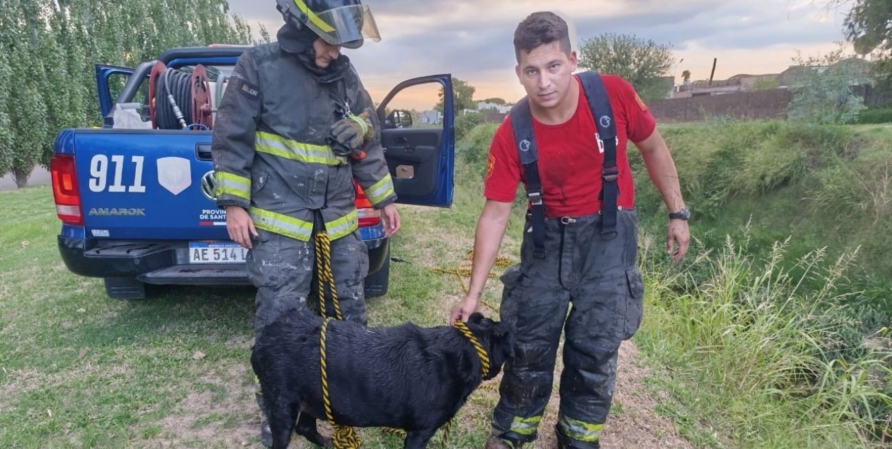 Bomberos rescataron a un perro atrapado en un canal de desagüe