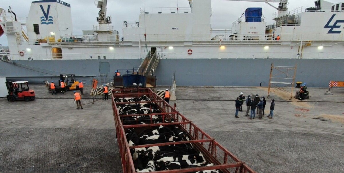 Luego de 50 años, Argentina volverá a exportar ganado vacuno en pie