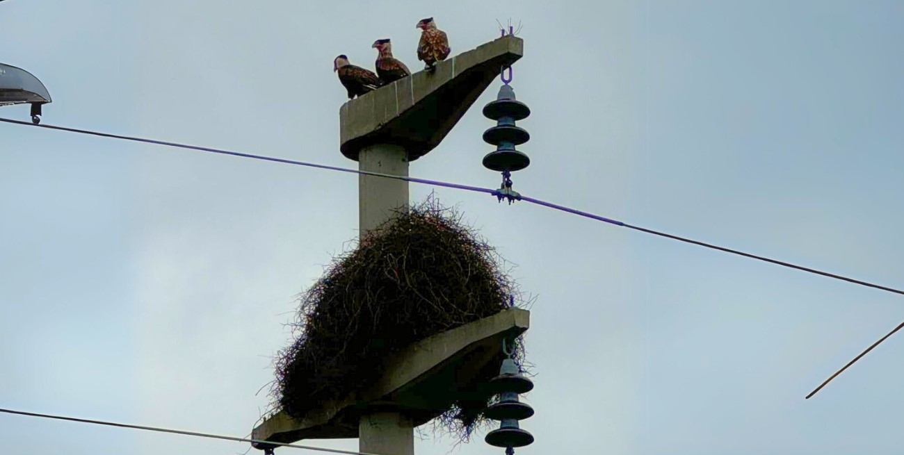 Nidos de loros causan problemas en la línea de 33 kV que conecta Calchaquí con Alejandra