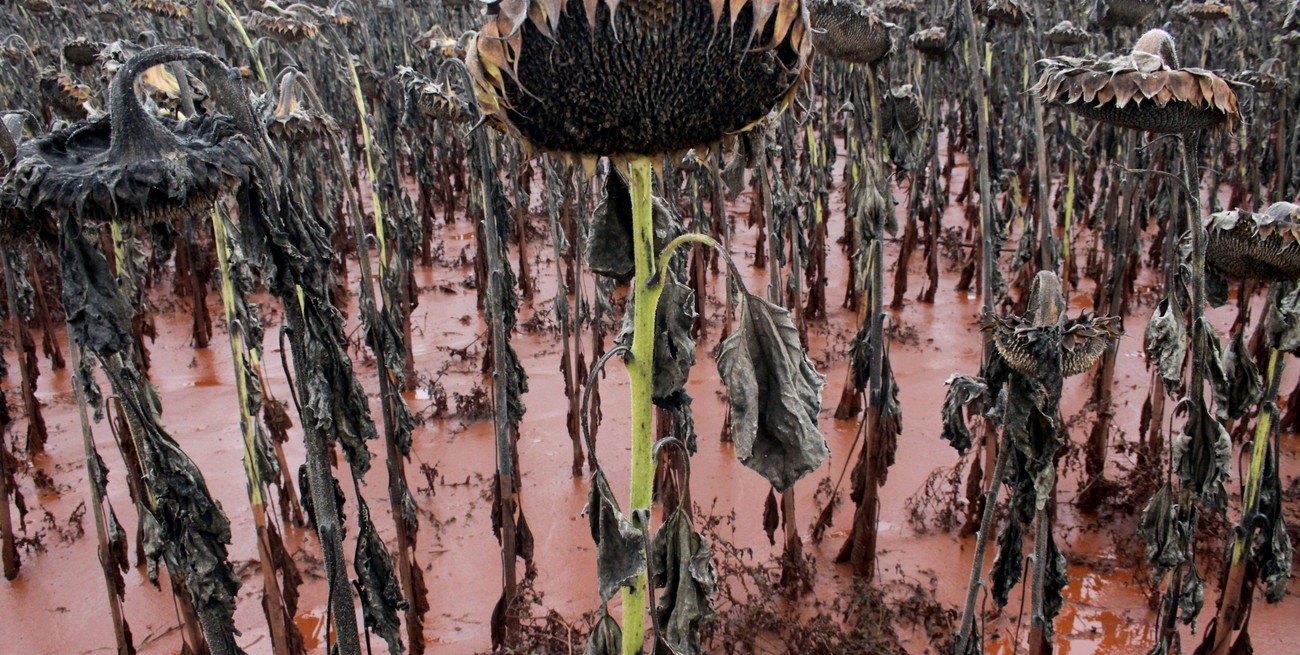 Las precipitaciones paralizaron la cosecha en el centro norte santafesino