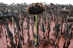 Panorama agrícola: sube la condición de la soja y se corrigen áreas en girasol y sorgo