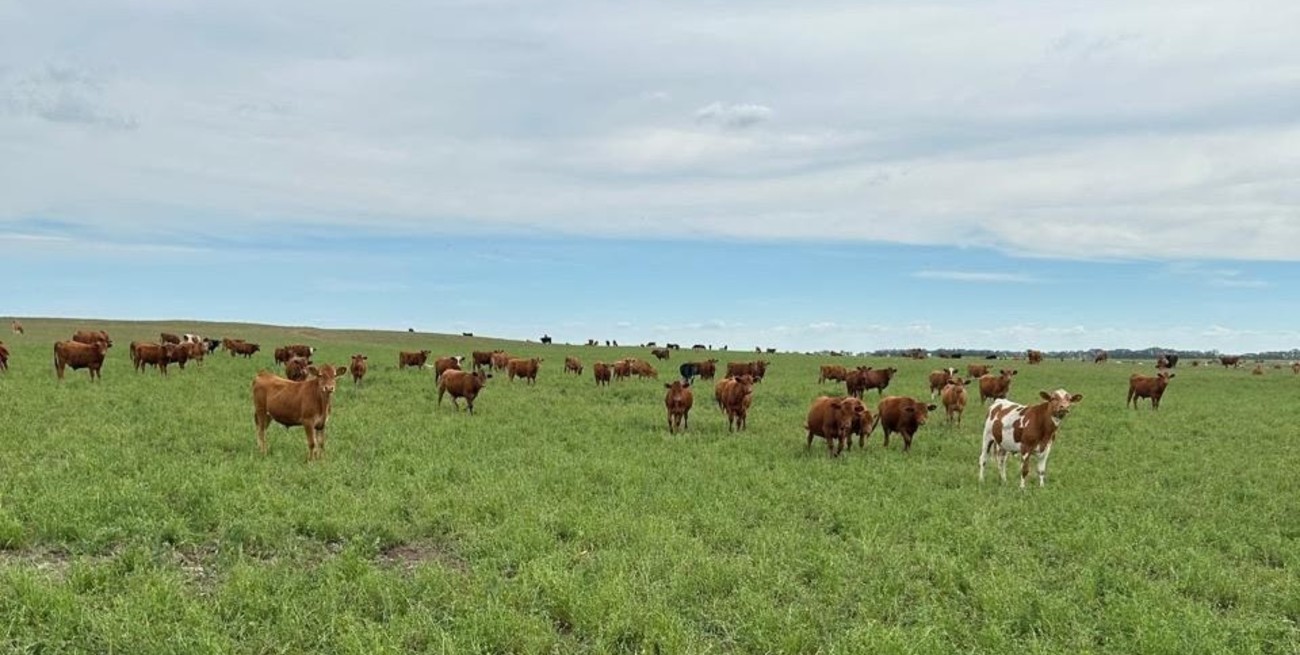 Precios de la hacienda: un nuevo escalón de valores que promete consolidarse en el tiempo