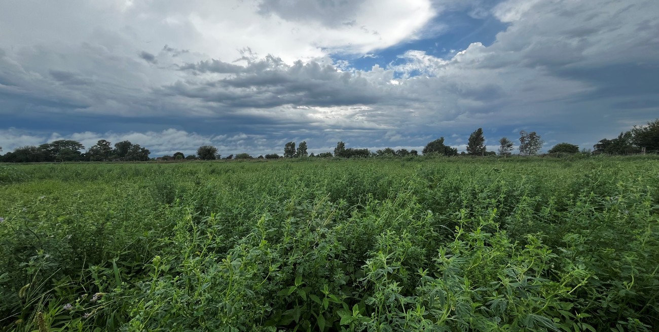 Perspectiva agroclimática: lluvias focalizadas y temperaturas extremas en gran parte del país