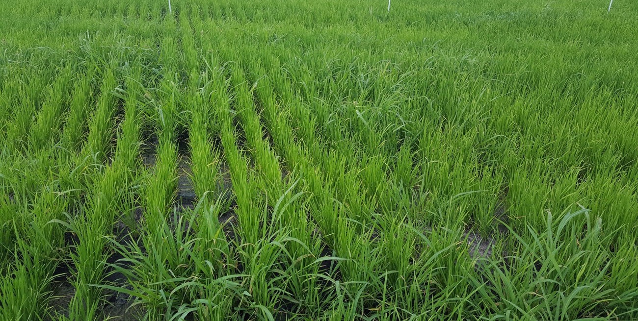 Alerta roja: nueva resistencia en maleza a graminicidas FOPs