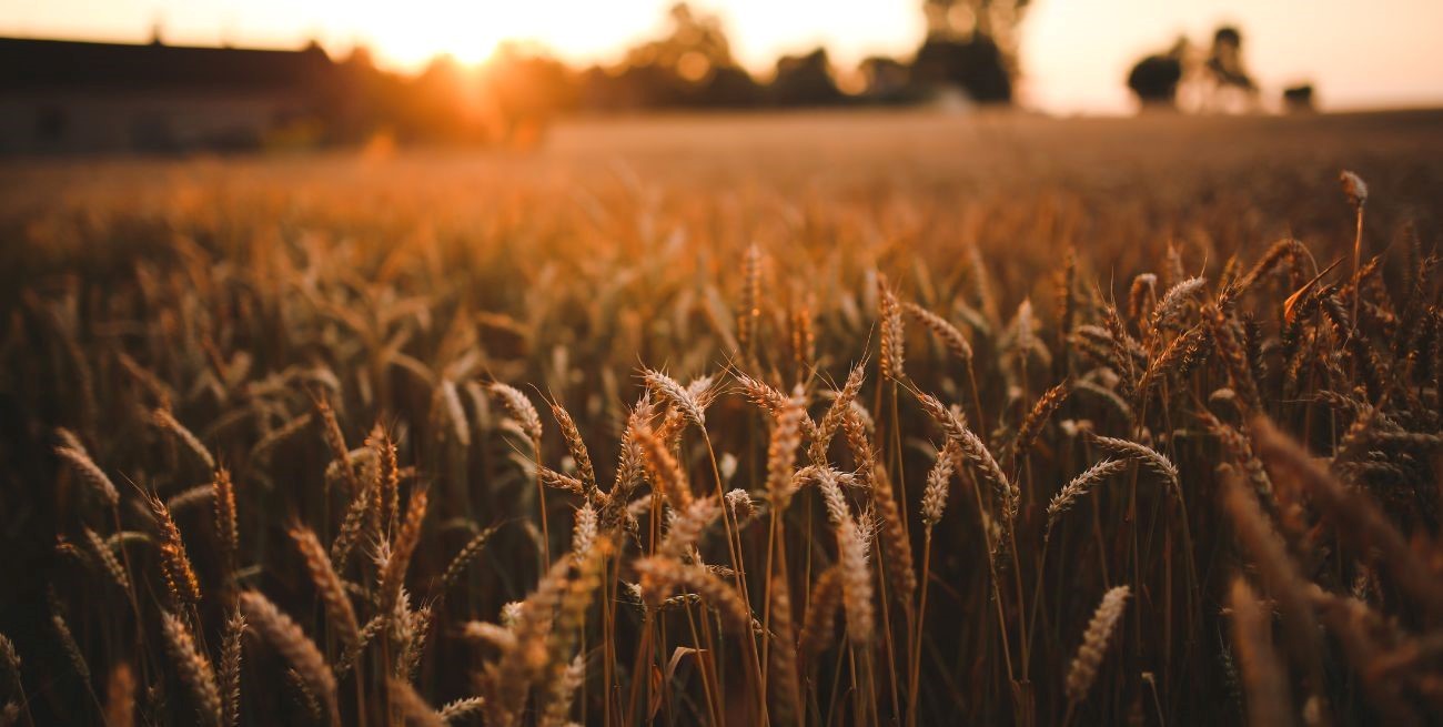 Clima extremo en el área agrícola santafesina: precipitaciones desparejas y bruscos descensos de temperatura