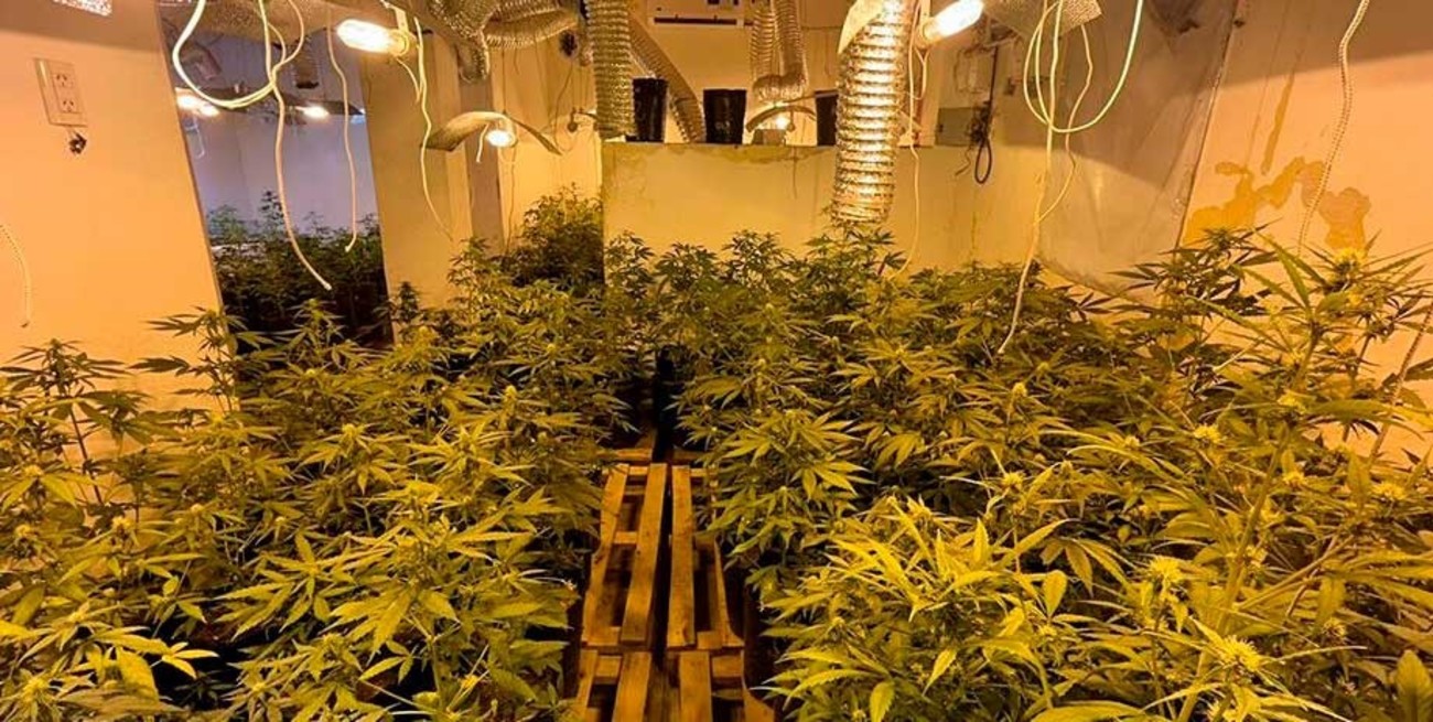 Vivero narco de Arroyo Leyes: pidieron la indagatoria para un heredero del dueño del campo