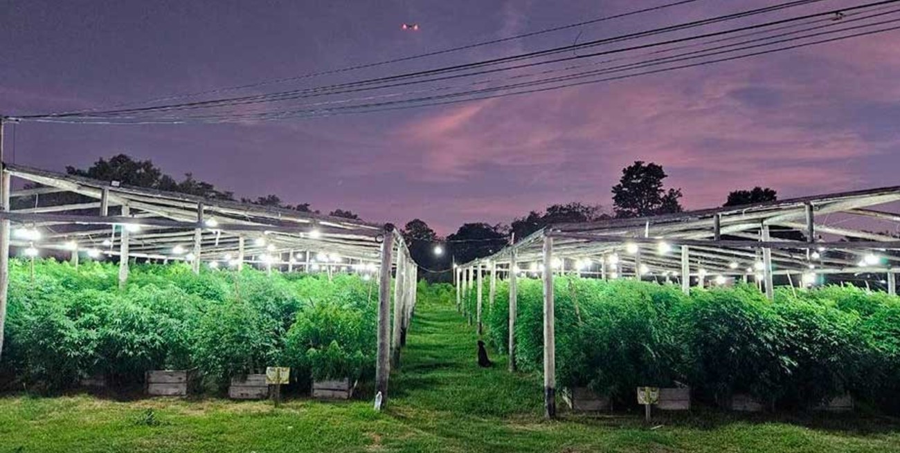 Por el vivero de marihuana en Arroyo Leyes juzgan al abogado que figuraba como responsable ante el INASE