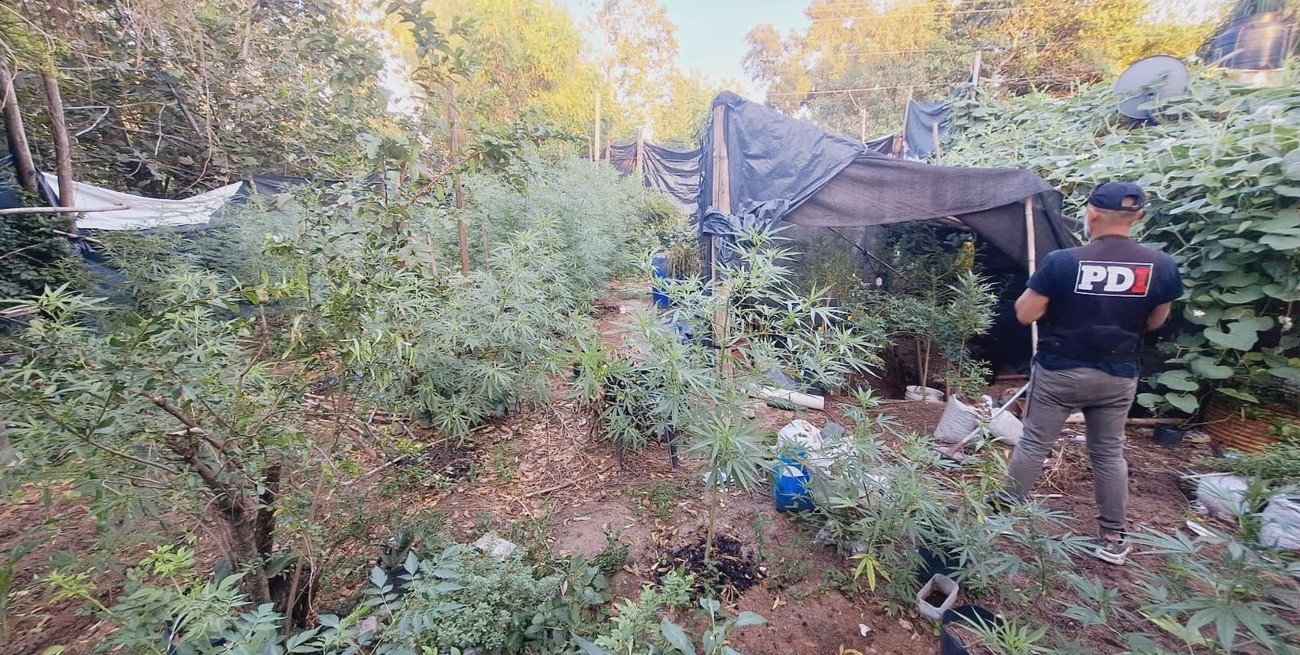 Violó un mandato judicial y tenía un bosque de cannabis en su casa