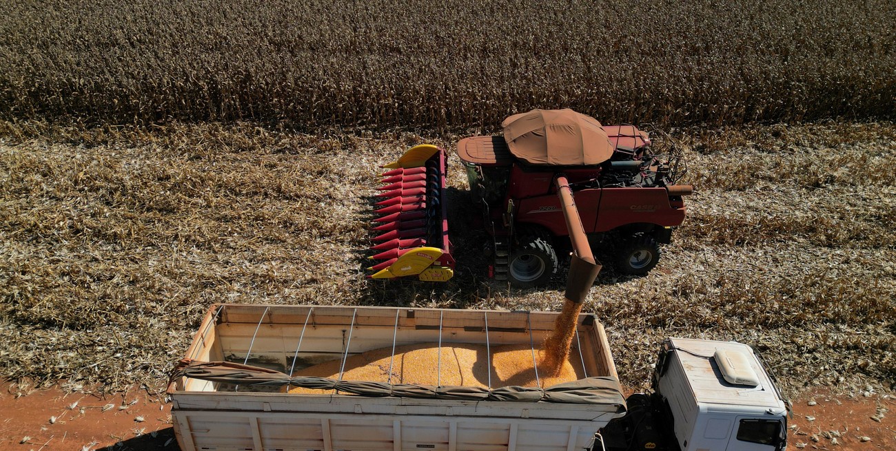 Con una fuerte caída de la oferta en la Región Centro, se ajusta el balance de maíz en Argentina

