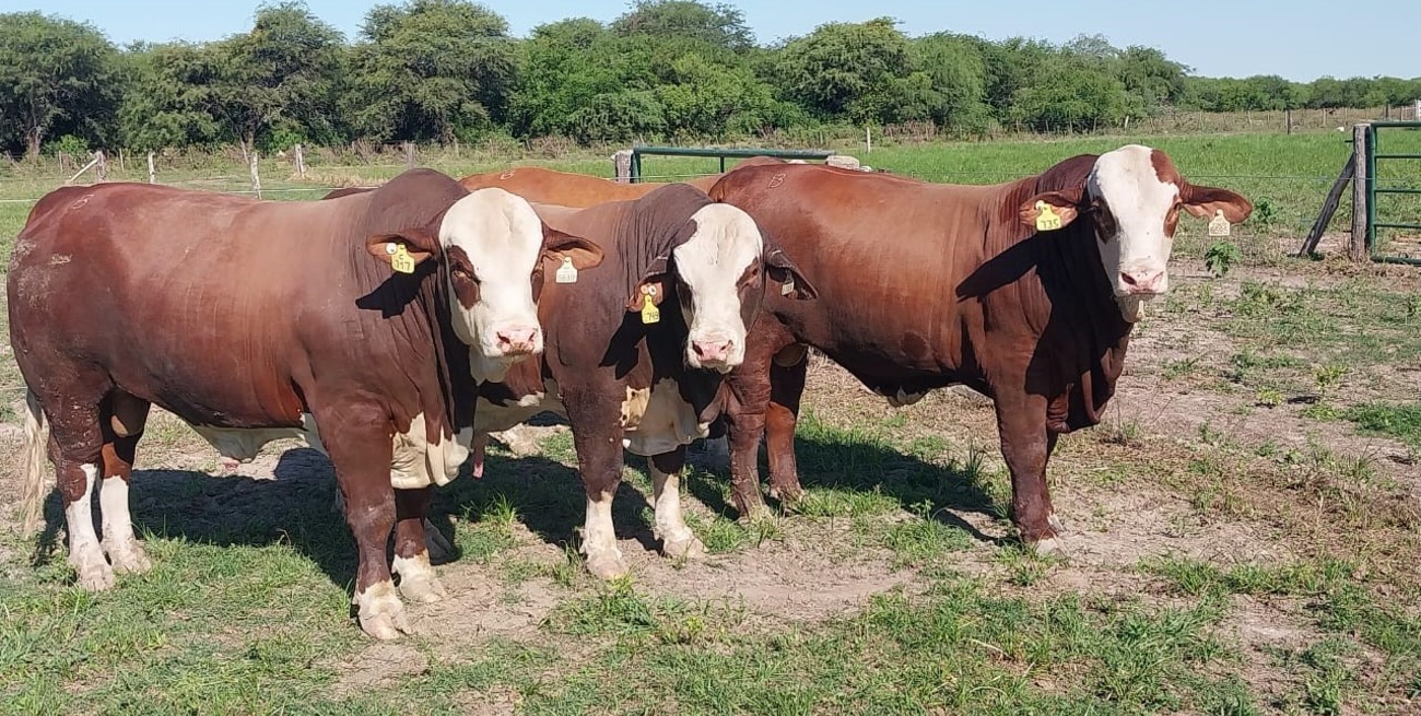 Con destacados ejemplares Braford, Grupo Sicemi tuvo una brillante participación en Expoagro 