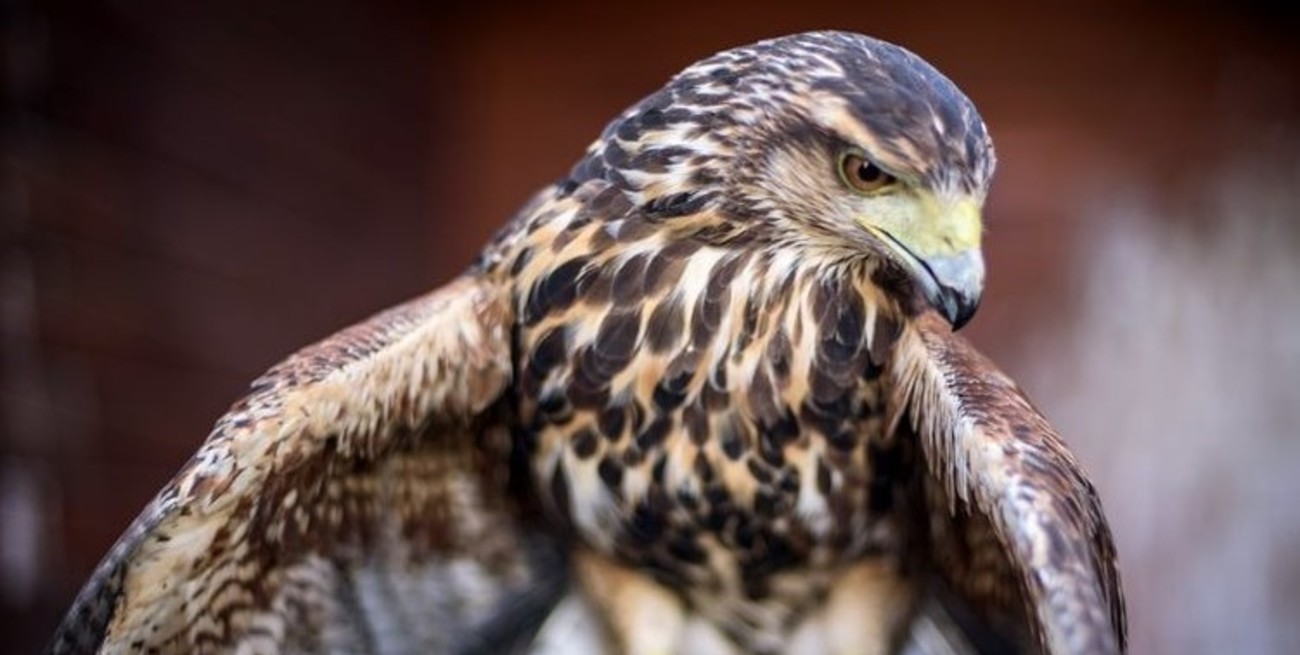 ¿Llegaron para quedarse?: por qué cada vez hay más aves rapaces en Venado Tuerto