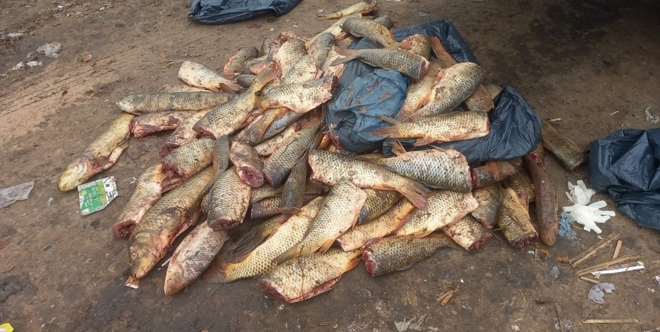 Pesca ilegal y fuga en Circunvalación Oeste: decomisan 130 piezas de pescados