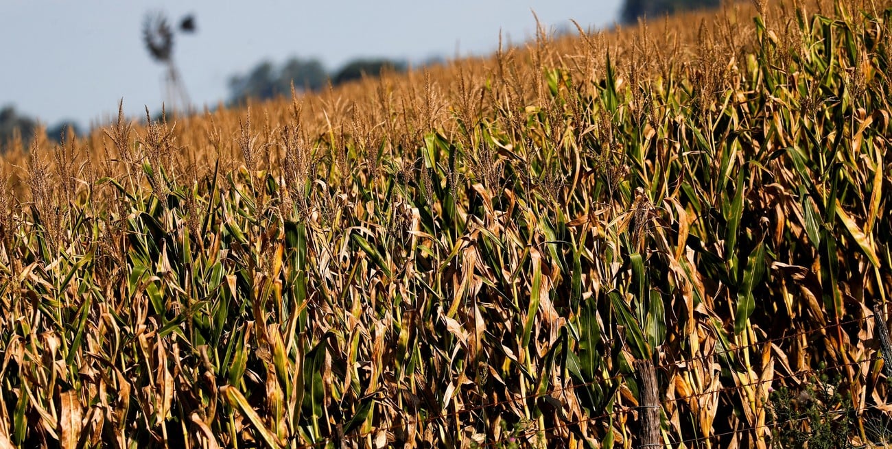 Finalizó el ciclo del maíz tardío con mejores rindes a los estimados
