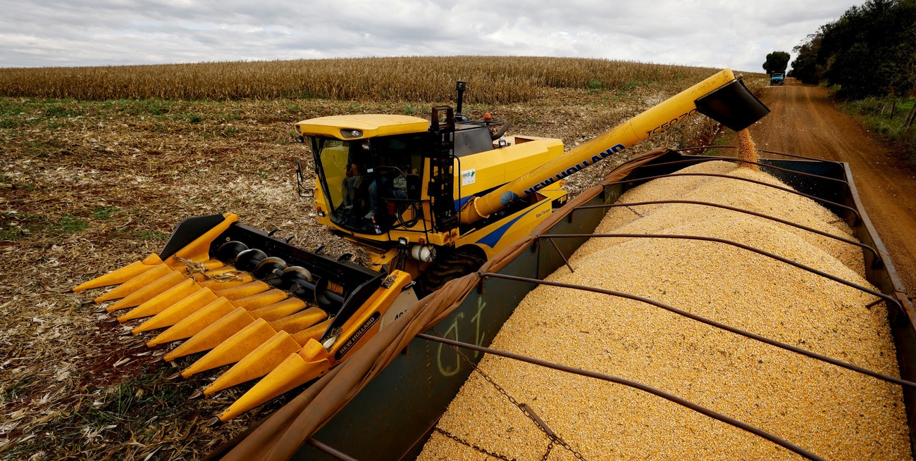 Para abajo: se ajustó en 300.000 tn la estimación de producción de maíz en la región núcleo