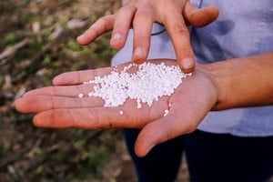 ¿Es un “game changer” la nueva baja de la urea para el trigo y el maíz en la región?
