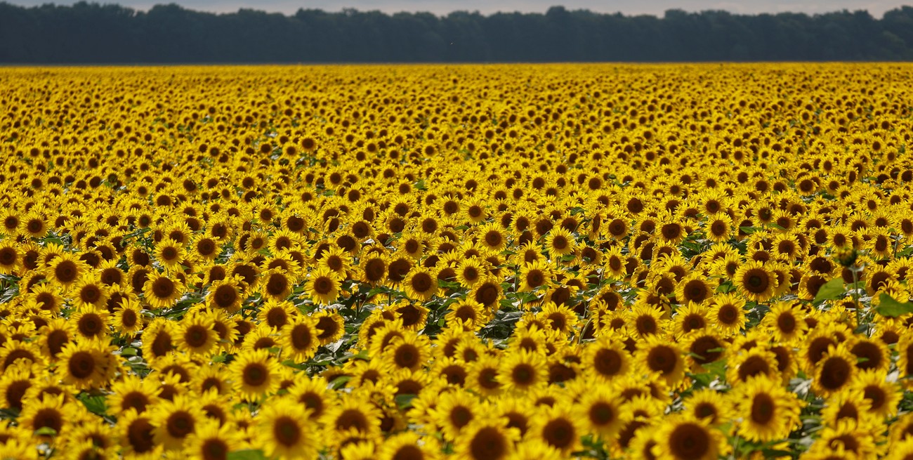 La proyección de producción de girasol marca un nuevo récord: 4,7 millones de toneladas