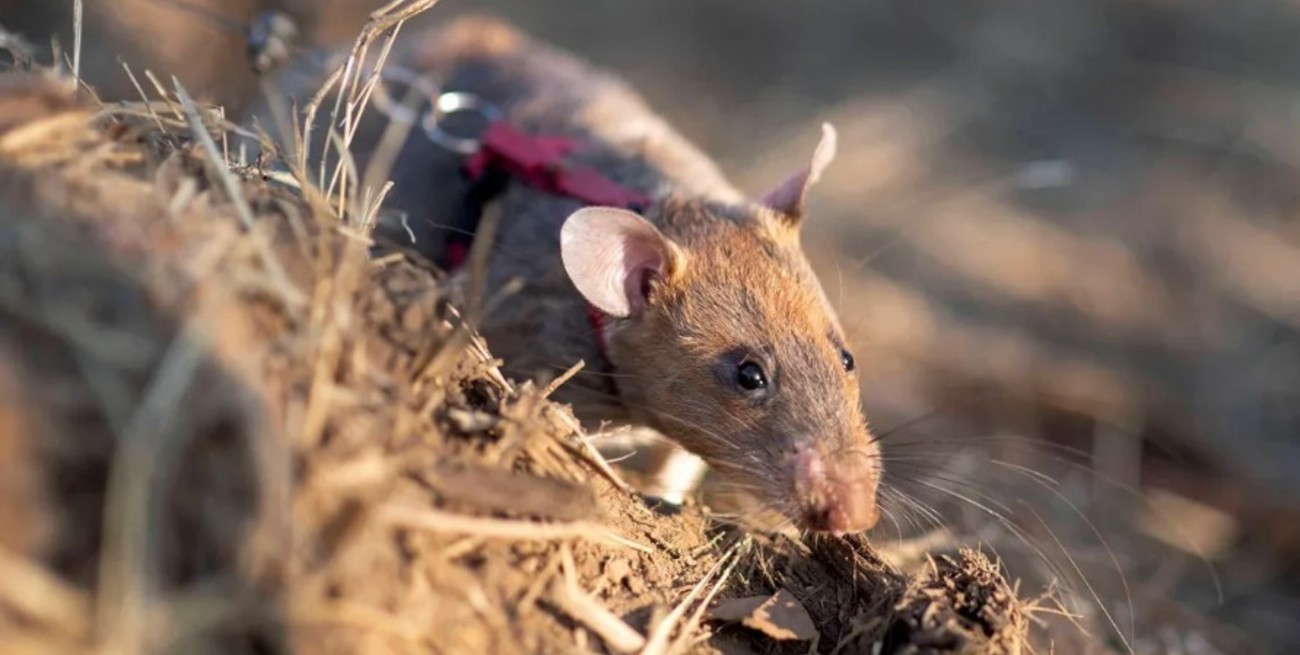 Este es Ronin, el roedor que bate récords al detectar minas terrestres y salvar vidas