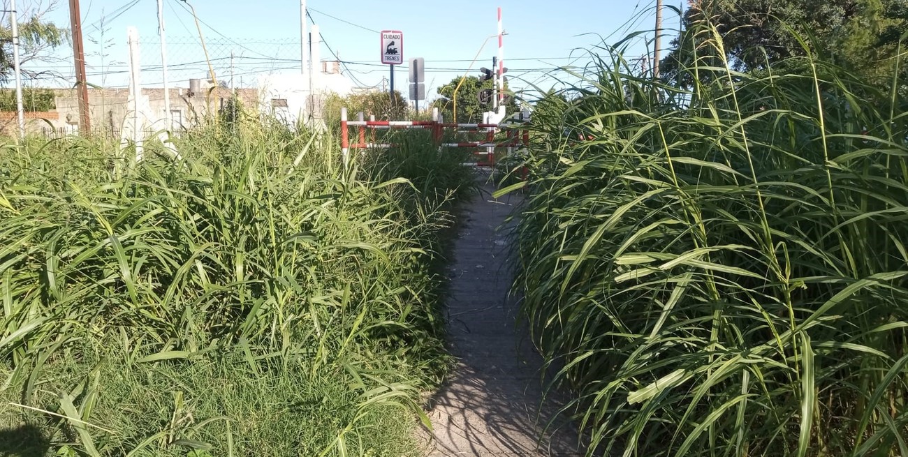 Los yuyos impiden ver el tren en barrio Guadalupe