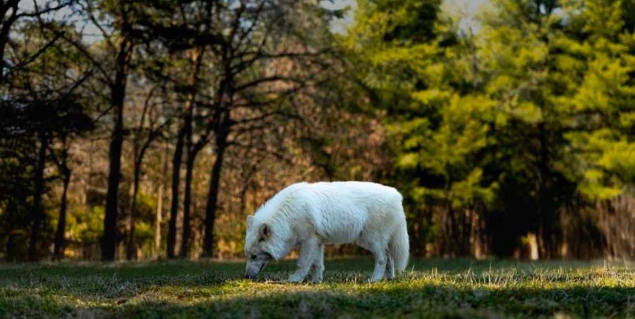 ​Científicos aseguran que lograron "resucitar" al lobo terrible, especie extinta hace más de 10.000 años​