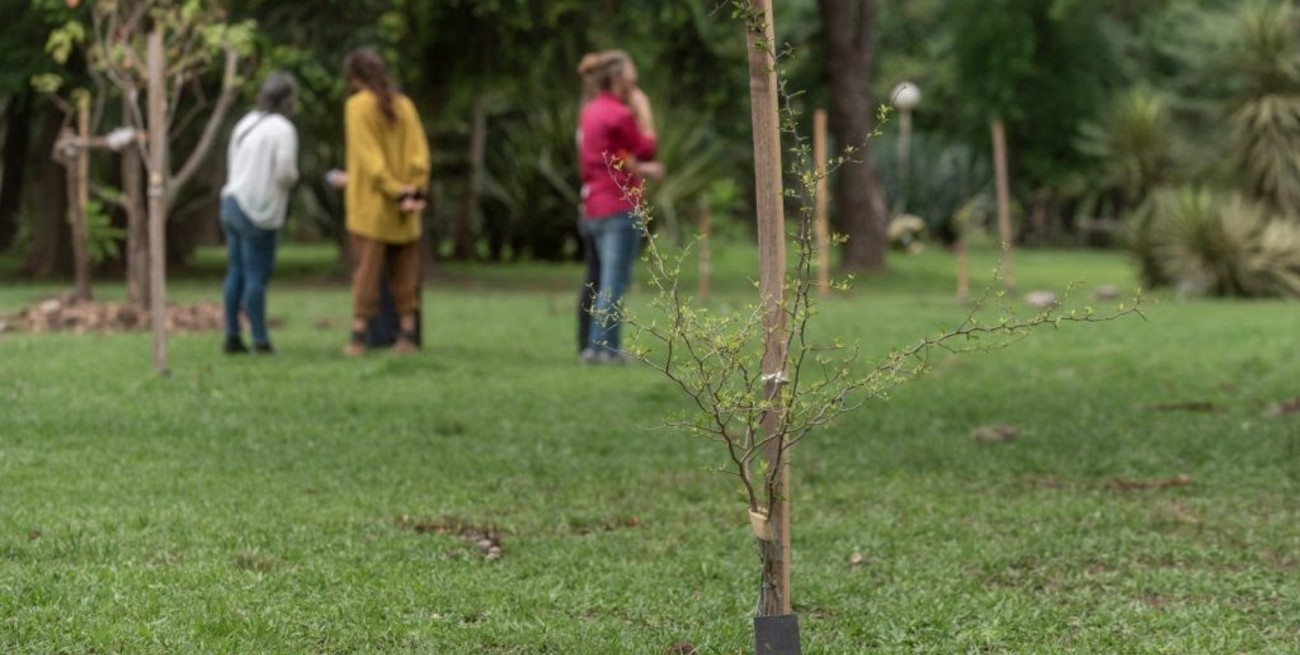 Un Árbol por la Vida: una iniciativa que sigue creciendo en San Carlos Centro