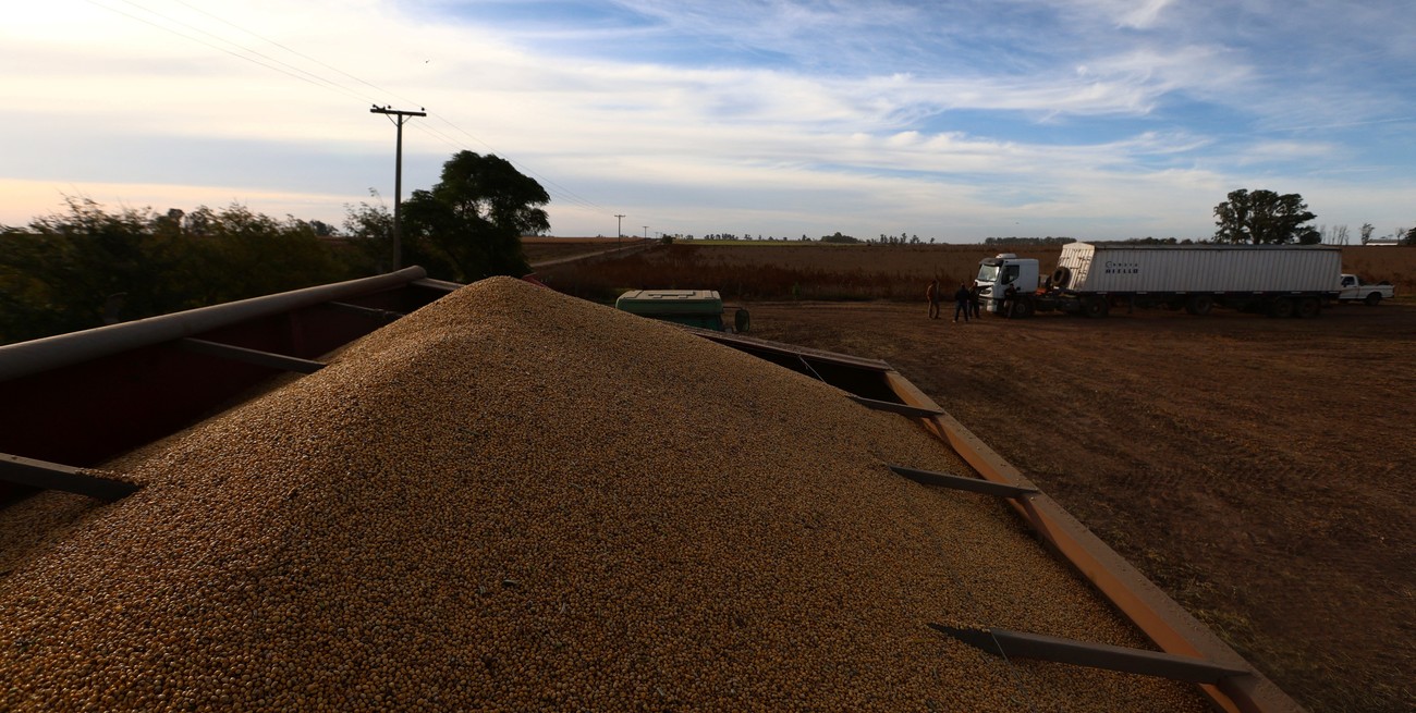 La soja y el maíz suben, pero por motivos diferentes
