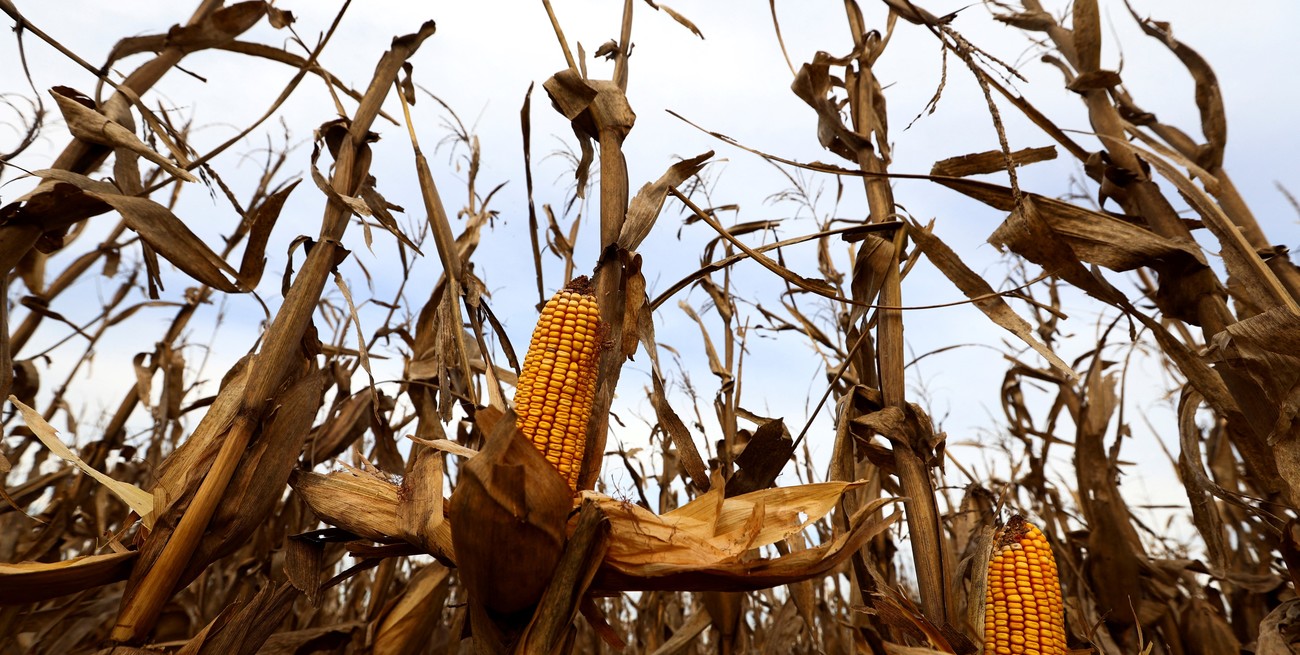 Vanesa Padullés: "Subir el corte de bioetanol es clave para la siembra del maíz"